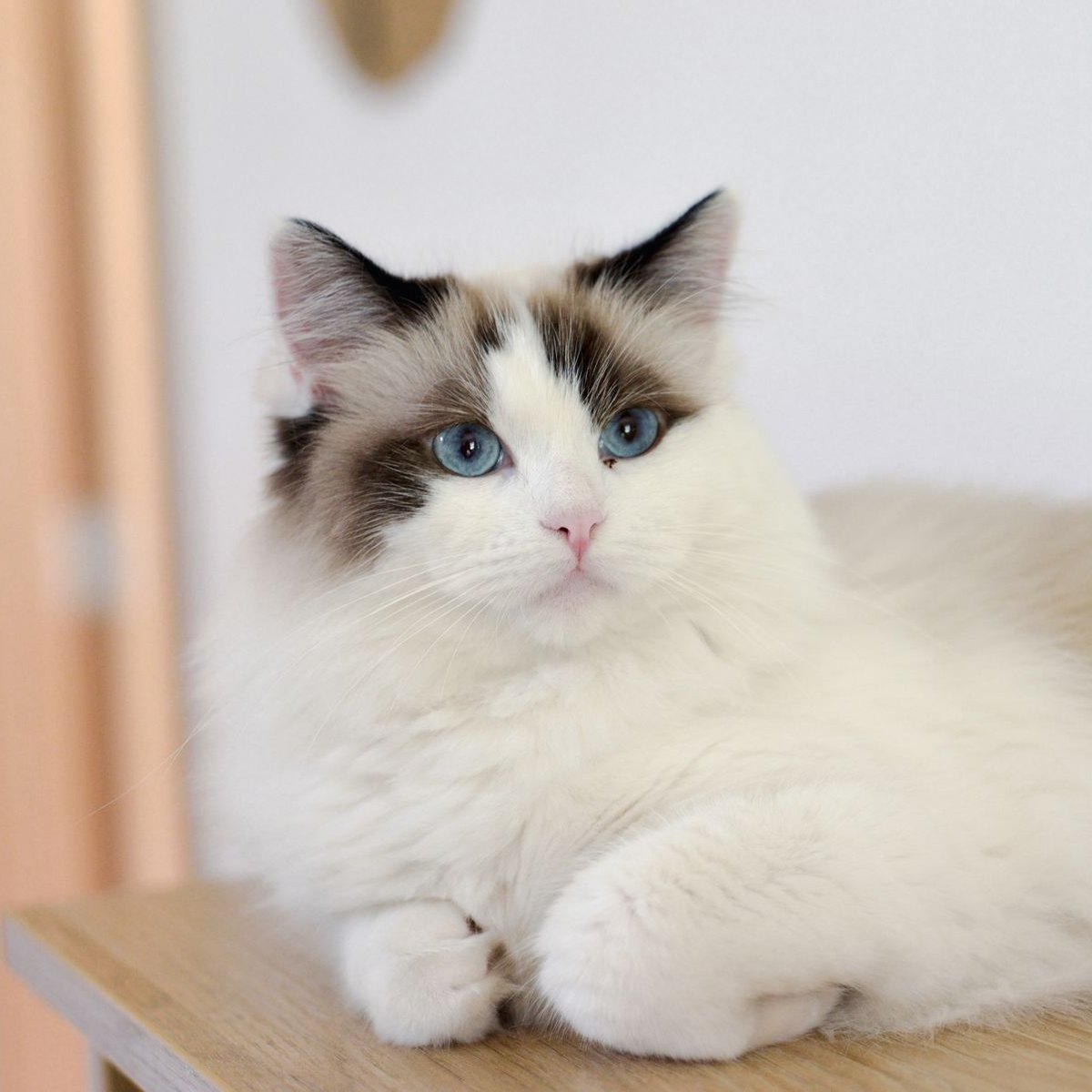 Luna, a fluffy Ragdoll cat with blue eyes, lying on a light wooden shelf
