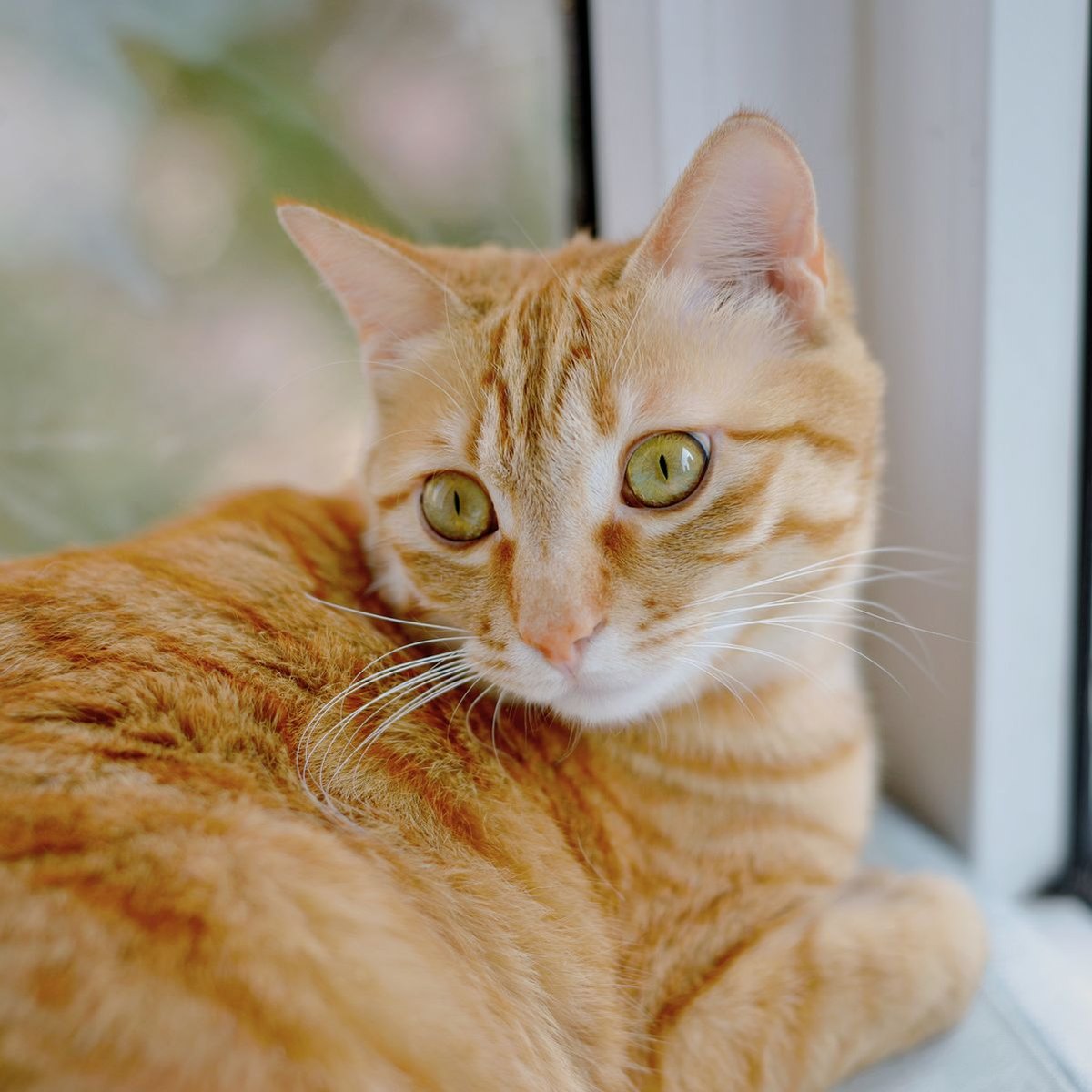Milo, an orange tabby cat, resting on a windowsill and looking back