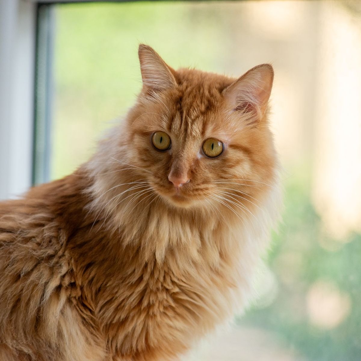Teddy, a long-haired ginger cat, sitting by a bright window